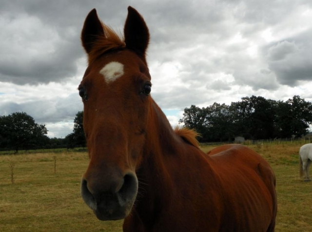  The equine notices us 